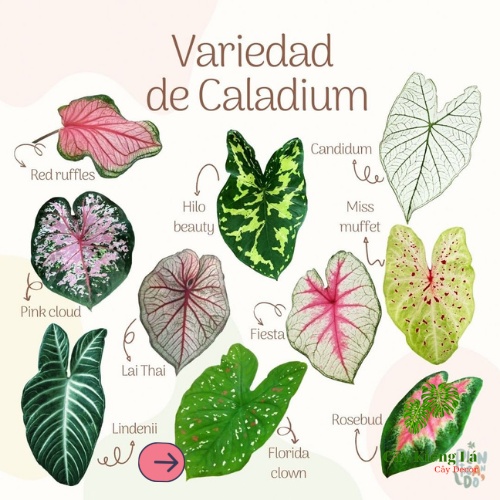 Củ Caladium bicolor red white sport  huyền thoại.