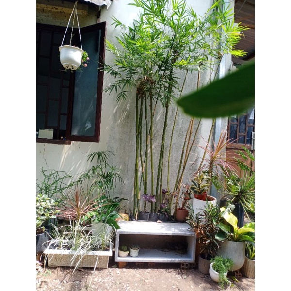 Chậu xi măng đá mài chữ nhật 60x30x30cm , chậu xi măng đá mài trồng cây