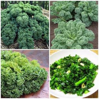 Gói 100 hạt giống cải xoăn Kale dễ trồng năng suất cao, Hạt giống rau cải chịu nhiệt tốt