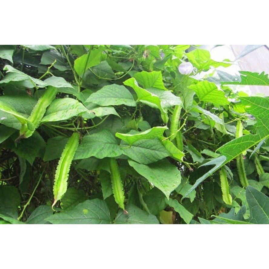 Hạt giống ĐẬU RỒNG  (DRAGON BEAN seed)