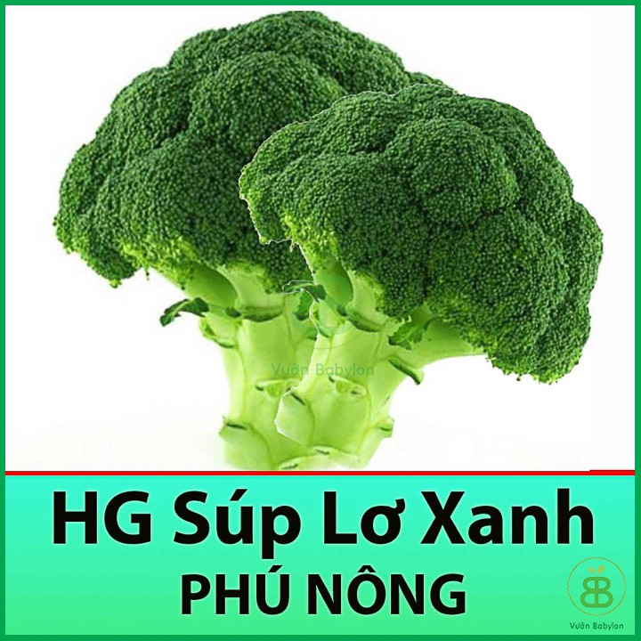 Hạt Giống Súp Lơ Xanh (Bông Cải Xanh) 0,5GR Chịu Nhiệt, Năng Suất Cao