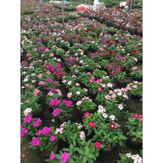 50 Hạt Giống Dừa Cạn Siêu Hoa Nhiều màu