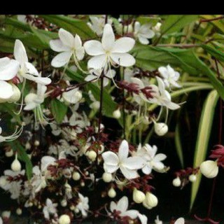 cây dạ ngọc minh châu