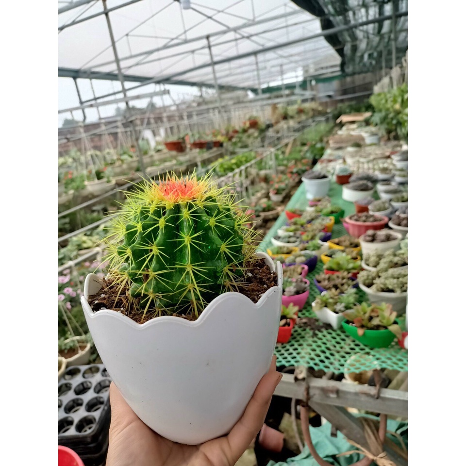 Chậu nhựa trồng cây hình trứng siêu xinh, đủ size ạ