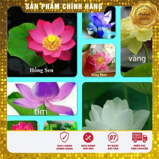 10 Hạt giống Sen nhật 10 màu (kèm Hướng dẫn ươm) VIETSEED