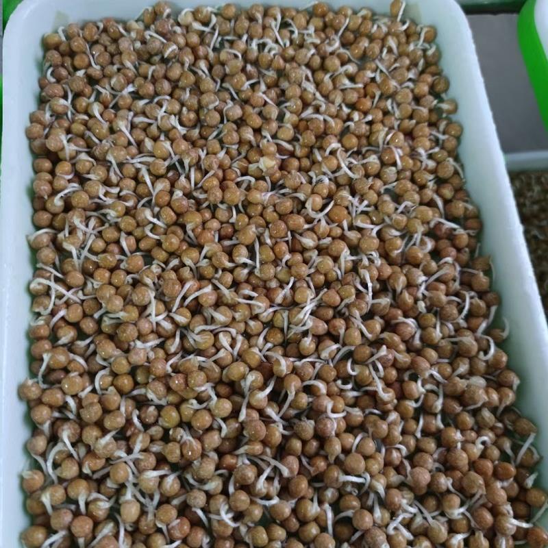 HẠT GIỐNG MẦM ĐẬU HÀ LAN KHÔNG CÓ CHẤT BẢO QUẢN-(Gói 1kg)