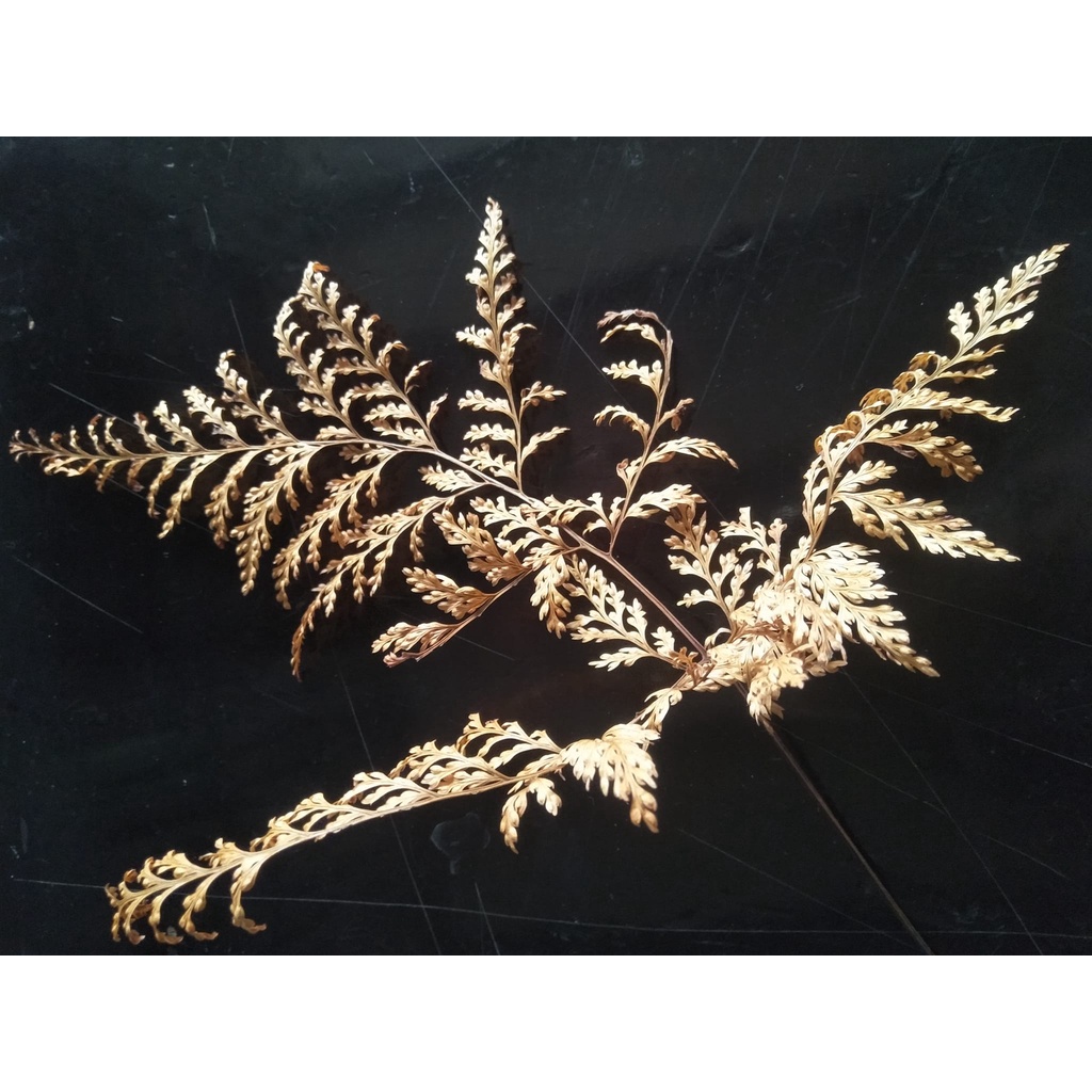 Lá dương xỉ khô màu tự nhiên làm đồ hand-made, hoa khô Đà Lạt