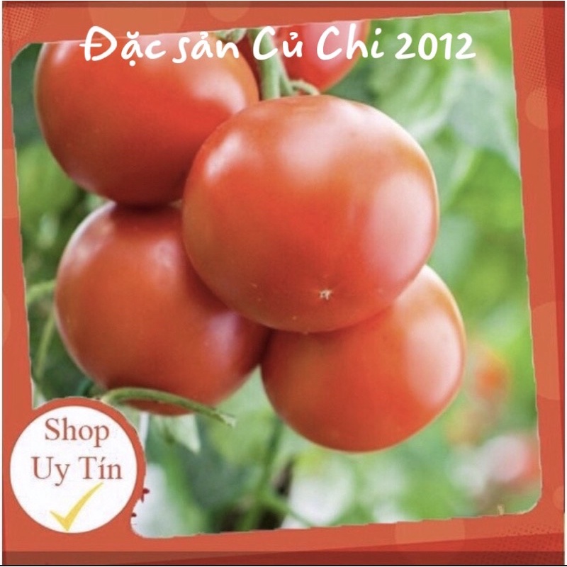 [Rạng Đông] Hạt giống cà chua rado 29
