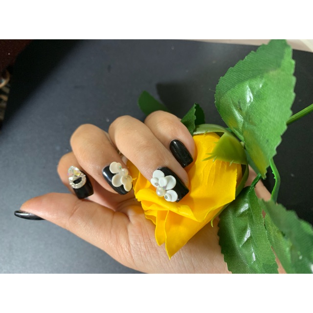 Hoa bột cúc nữa móng ôm móng