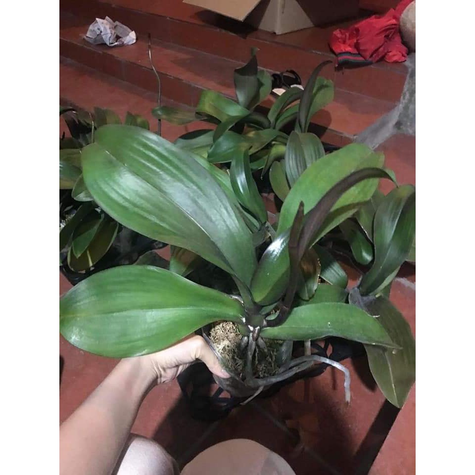 Hồ điệp hoa đại có ngồng