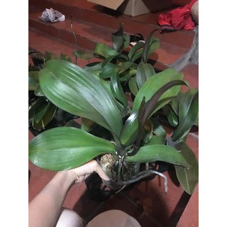 Hồ điệp hoa đại có ngồng