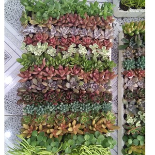 Combo 2 vỉ (210 cây) sen đá size vỉ 3-5 cm