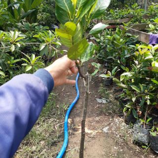 Mít không hagj cao hơn 1m