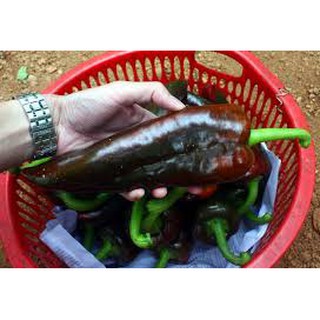 Hạt Giống Ớt Sừng Bò - 30 Hạt