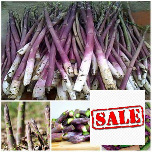 20 Hạt giống măng tây tím SALE