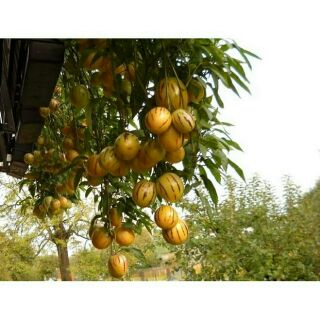 hạt giống dưa pepino