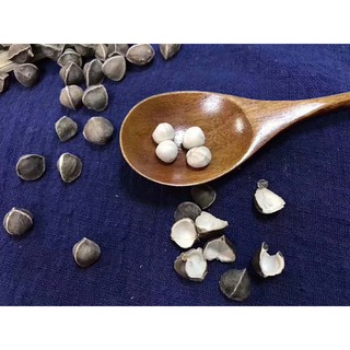 Hạt chùm ngây Ấn  Độ