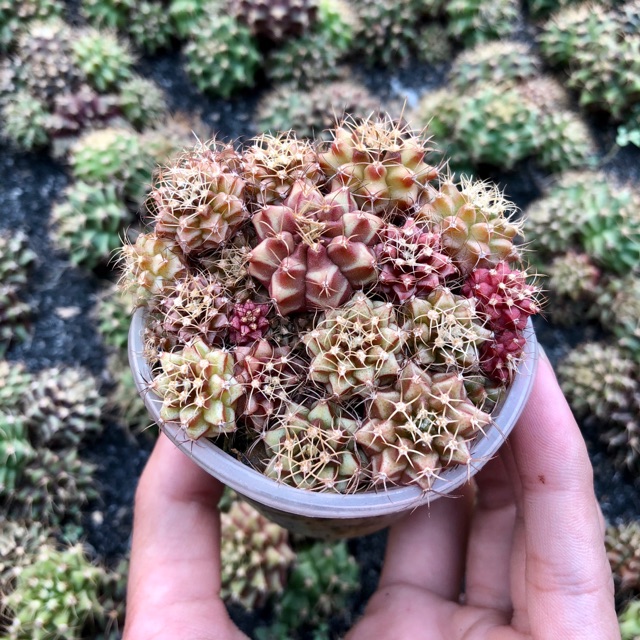 Hũ xương rồng gieo hạt Gymno