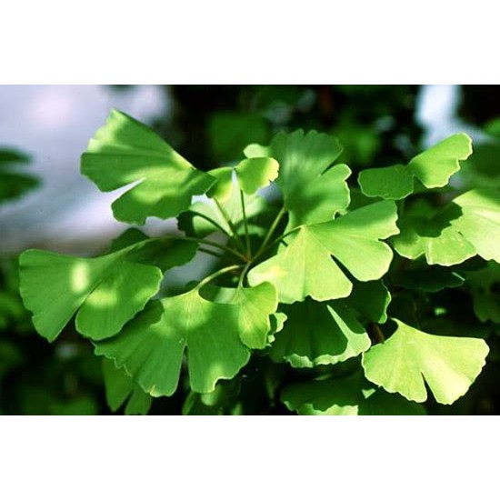 Gói 2 hạt giống Bạch quả ginkgo