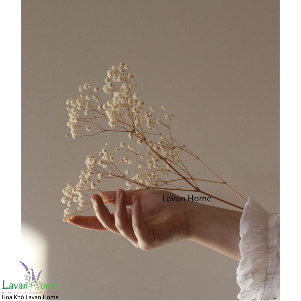 Hoa khô decor, hoa nhập khẩu cắm bình trang trí phòng khách, phòng ngủ, chụp ảnh sản phẩm, làm quà tặng, thiệp handmade