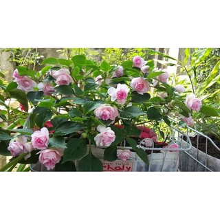 Hạt Giống Hoa Ngọc Thảo Kép