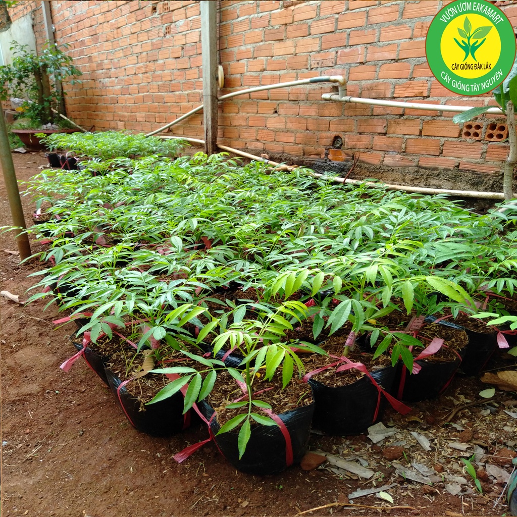 Cây cóc thái ra quả siêu sớm