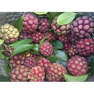 Cây giống na rừng đỏ