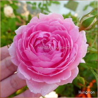 Hoa hồng ngoại Hungtion cánh sen MinaKun Shop