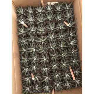 Cây sen đá móng rồng (sao biển xòe, sao biển cụp) size to 7cm