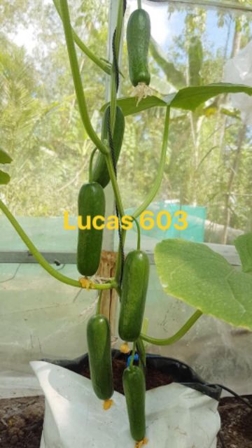 Gói 10 hạt giống dưa leo baby dưa leo chùm tự thụ phấn Lucas 603 chịu nhiệt tốt