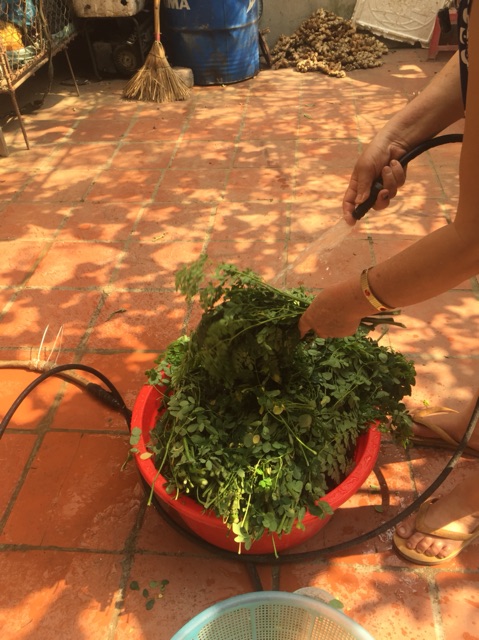 Bột chùm ngây nguyên chất sấy lạnh nhà làm | BigBuy360 - bigbuy360.vn