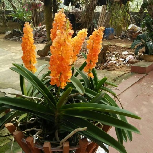 Hoa lan hỏa hoàng cam 1 cây