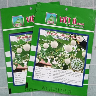 HẠT GIỐNG CÀ PHÁO TRẮNG CAO SẢN