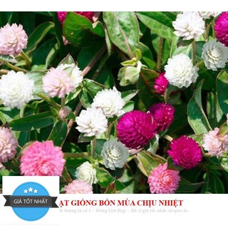 Hạt giống cúc bách nhật mini mix màu ĐẾN MÙA TRỒNG TẾT