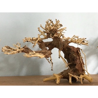 Bonsize mini size nhỏ 20x20 đế đá - hàng có sãn