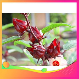 Hạt Giống Atiso Đỏ - 10 Hạt VIETGAR