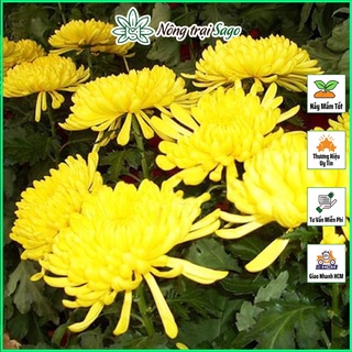 Hạt giống Hoa Cúc Vàng Đại Đóa, Thích Hợp Trồng Chậu hoặc Cắt Cành - Nông Trại thumbnail