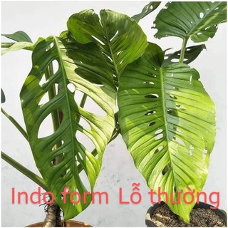 [MUA 1 TẶNG 1] TRẦU BÀ LỖ ADANSONII INDO FORM