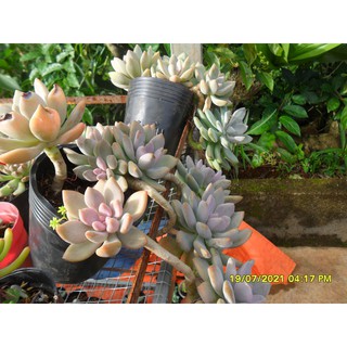 Sen đá cổ thụ loại thường giá cực rẻ