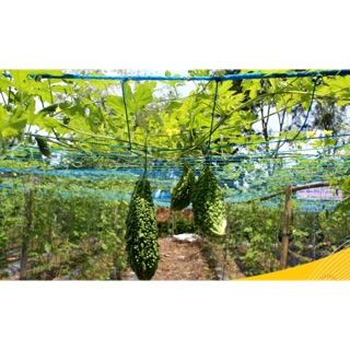 Lưới Giàn Leo Cho Cây 2m x 4m Có Biên Chịu Lực