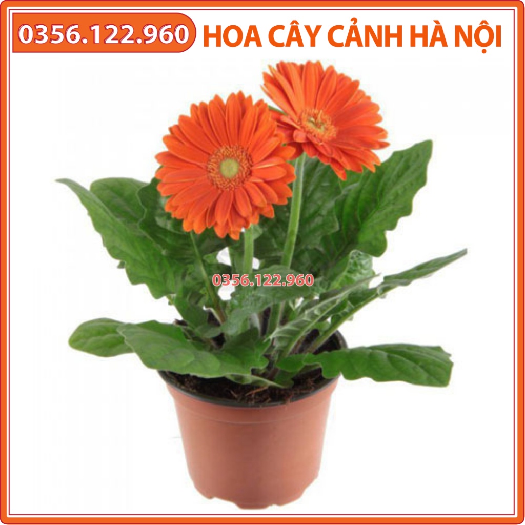 Hạt giống hoa đồng tiền mini mix màu ngẫu nhiên dễ trồng dễ chăm sóc - Shop hoa cây cảnh Hà Nội