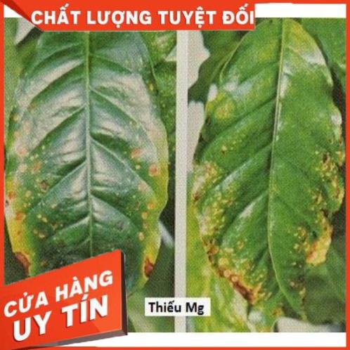 PHÂN BÓN GIÚP XANH CÂY⚡️HÀNG CHÍNH HÃNG⚡️tốt rễ, xanh lá,mỡ lá,mập thân,cành khỏe,xanh tốt, hết vàng lá 2