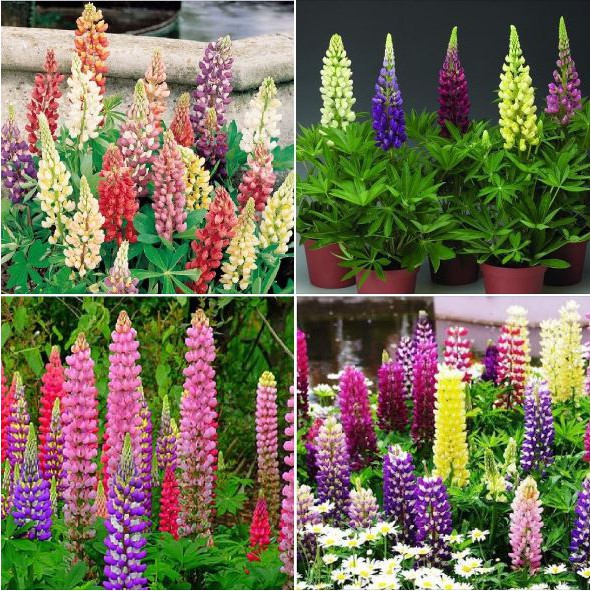 Hạt giống hoa đậu lupins nhiều màu 30 hạt ( tặng kèm viên nén kích thich ươm hạt )