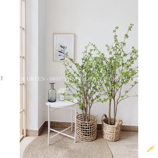 Cây Thạch Nam Nhật Bản Giả _ Cây Thạch Nam Nhân Tạo Nhập Khẩu Trang Trí Cao Cấp