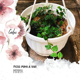 Cây Ficus pumila var. Minima chậu treo bí ngô