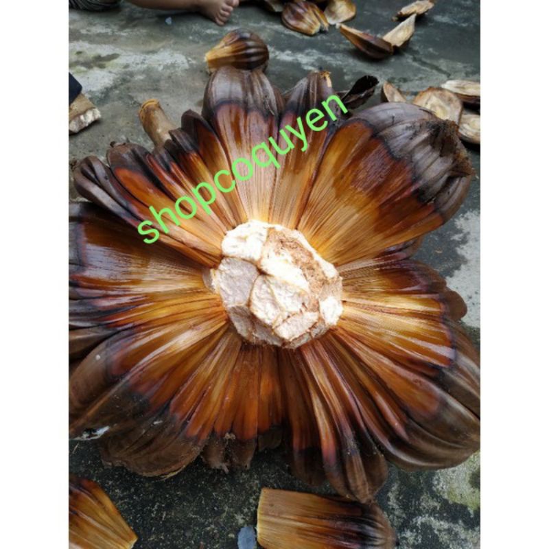 Cây dừa nước giống