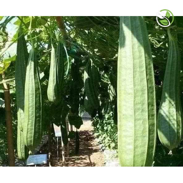 Hạt Giống Mướp Khía Thái Lan F1 PN-700 Phú Nông - Gói 1g - F1 Angled Gourd