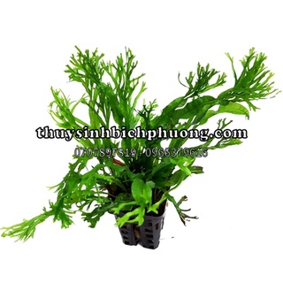 DƯƠNG XỈ SỪNG HƯƠU - CÂY THUỶ SINH DÁN ĐÁ THUỶ TRANG TRÍ HỒ CÁ THUỶ SINH DỄ TRỒNG