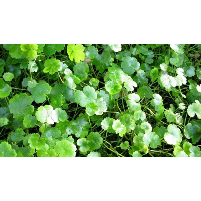 Hạt Giống Rau Má Lá Nhỏ  - Dễ Trồng, Dinh Dưỡng, Năng Suất Cao - MUA 3 TẶNG 1 CÙNG LOẠI