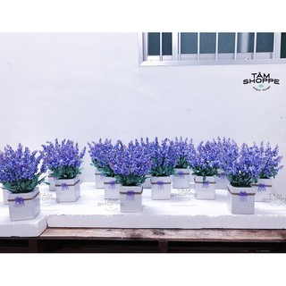 Chậu hoa Lavender gốm vuông No.53